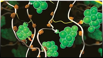 silica compound structure